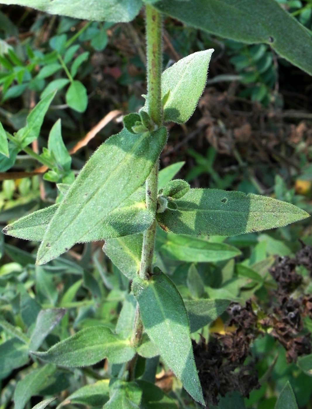 Изображение особи Lythrum tomentosum.