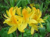 Rhododendron luteum