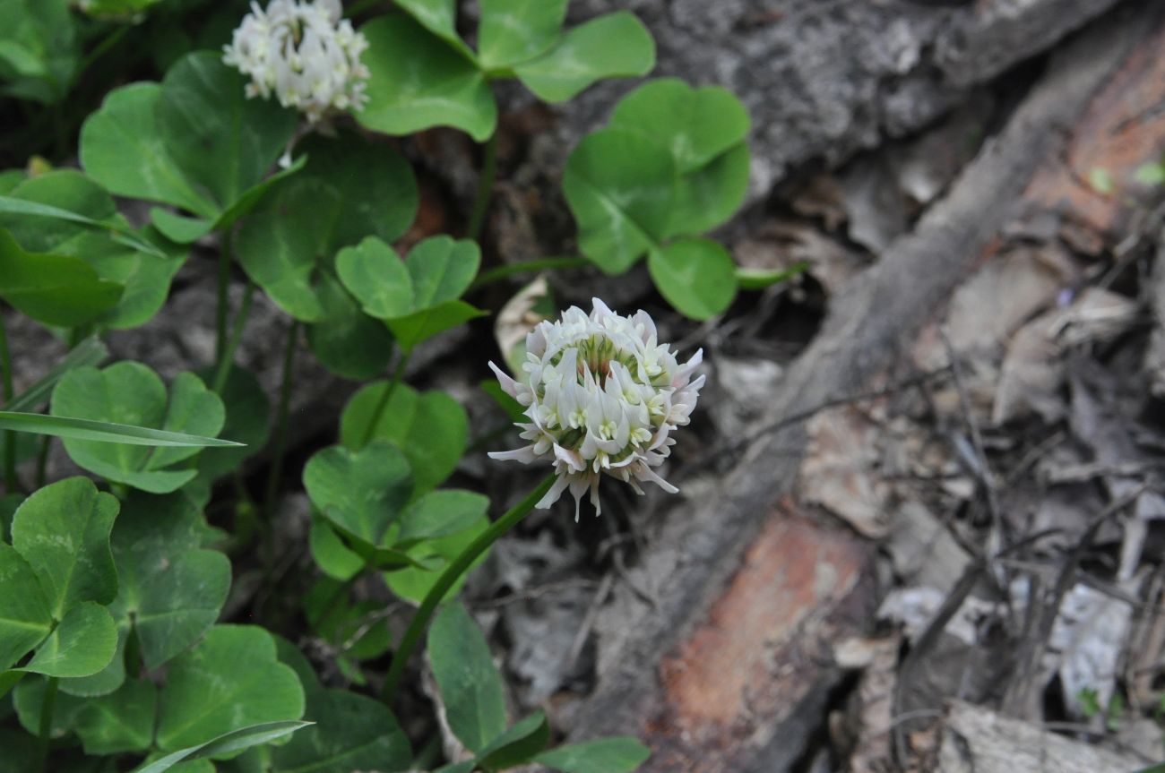 Image of Trifolium repens specimen.