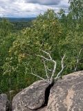 Betula pubescens