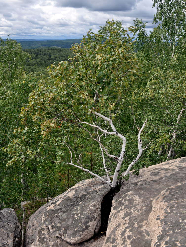 Изображение особи Betula pubescens.