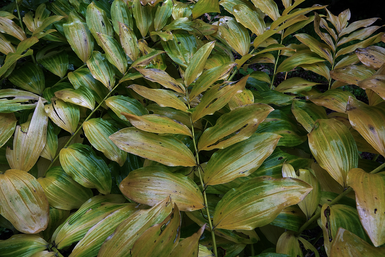 Image of Polygonatum multiflorum specimen.