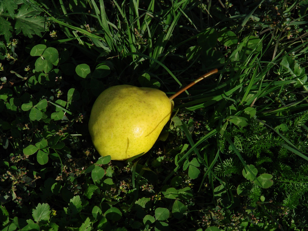 Image of Pyrus communis specimen.