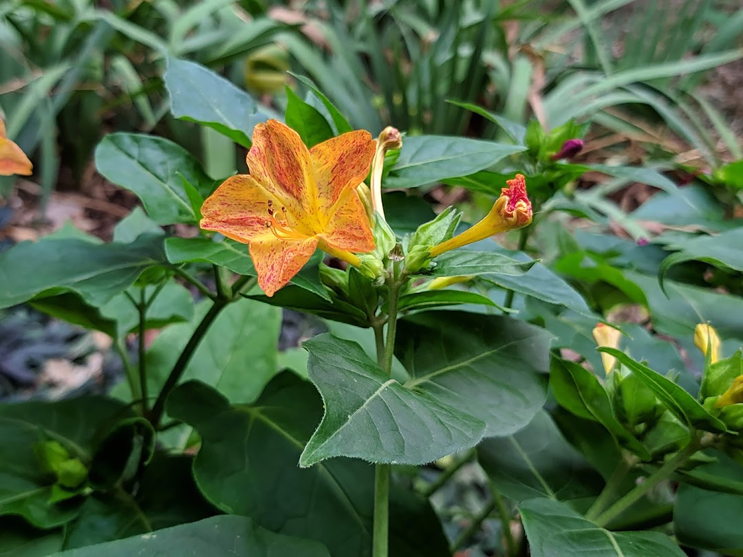 Изображение особи Mirabilis jalapa.