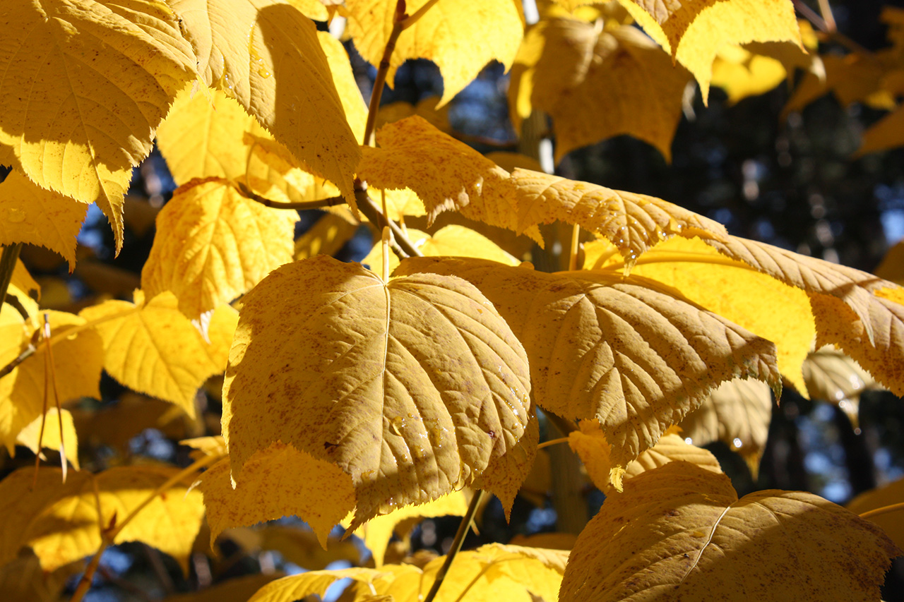 Image of Acer tegmentosum specimen.