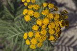 Tanacetum boreale. Общее соцветие с кормящимися трипсами. Сахалинская обл., Охинский р-н, окр. г. Оха, насыпь заброшенной ж.-д. 23.07.2017.