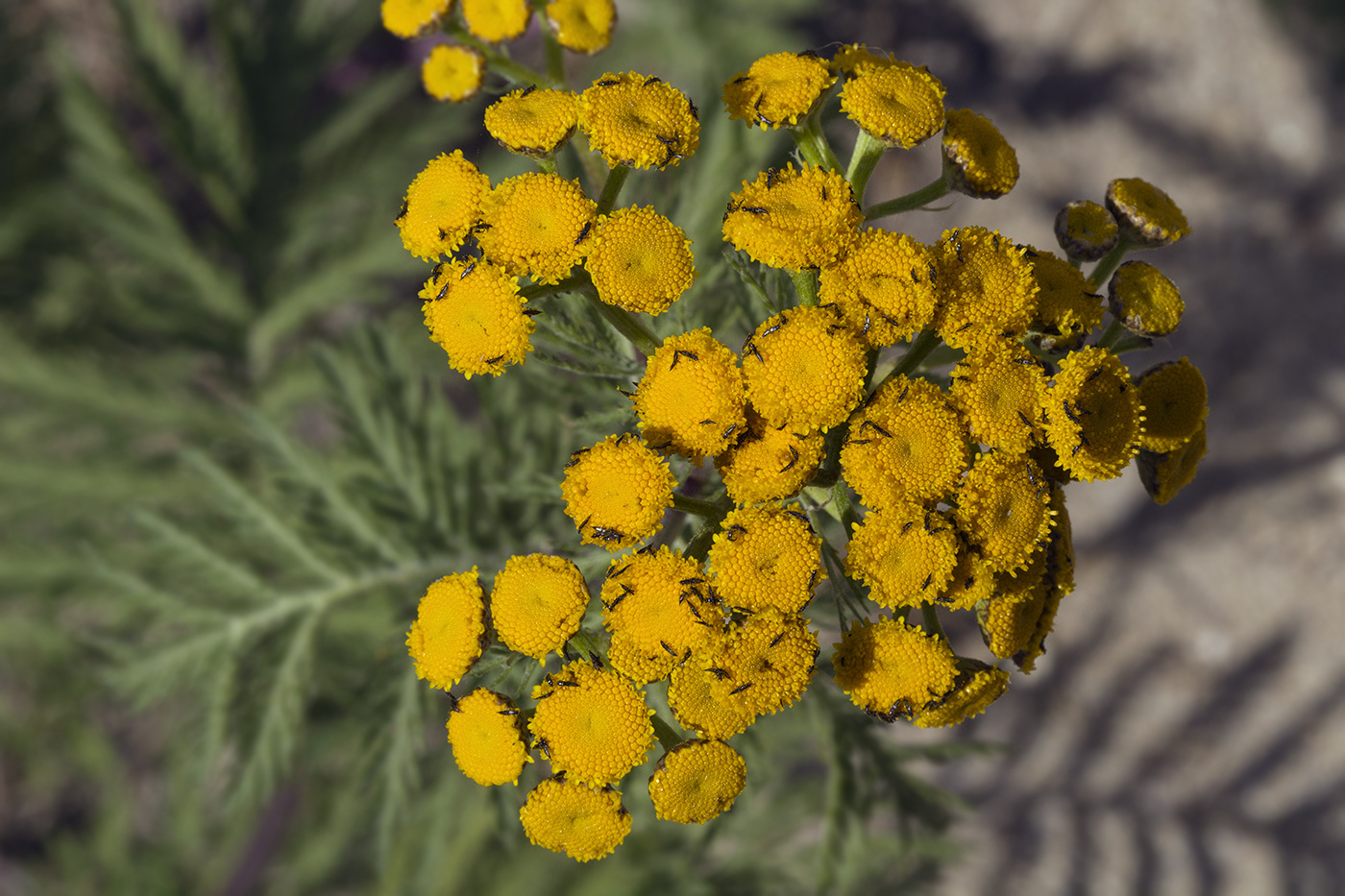 Image of Tanacetum boreale specimen.