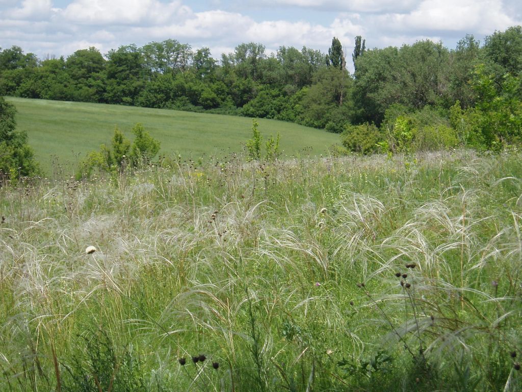 Изображение особи Stipa pennata.