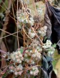 Cuscuta campestris