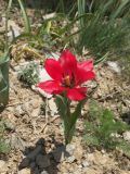 Tulipa confusa