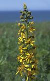 Ligularia fischeri