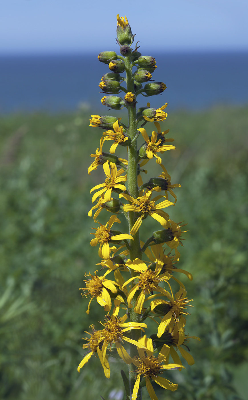 Изображение особи Ligularia fischeri.