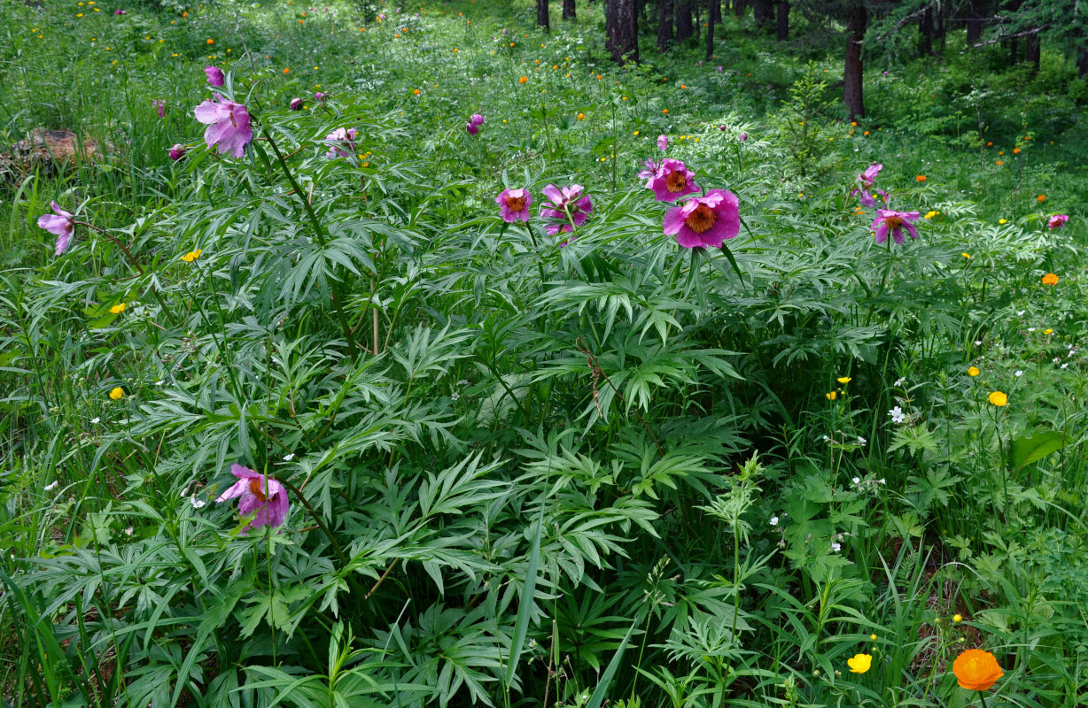 Изображение особи Paeonia anomala.