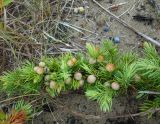 Juniperus sibirica. Верхушка веточки с шишкоягодами. Сахалинская обл., Долинский р-н, окр. пос. Стародубское, побережье Охотского моря, песчаный пляж. 17.08.2019.