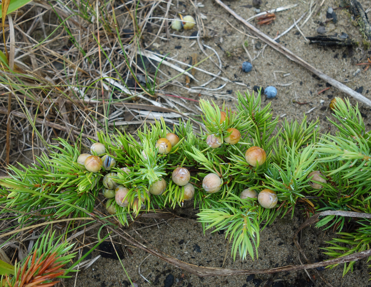 Image of Juniperus sibirica specimen.