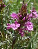 Pedicularis macrochila. Верхушка цветущего растения. Кыргызстан, Иссык-Кульская обл., Григорьевское ущелье, разнотравный луг на пологом склоне. 31.05.2019.