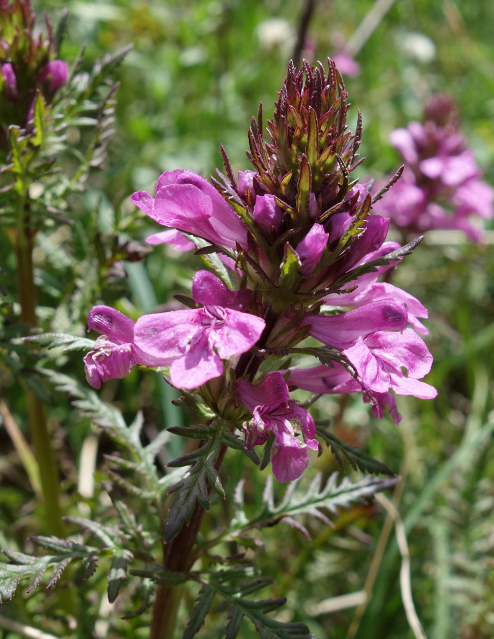 Изображение особи Pedicularis macrochila.