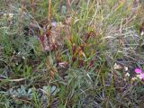 Dianthus oschtenicus