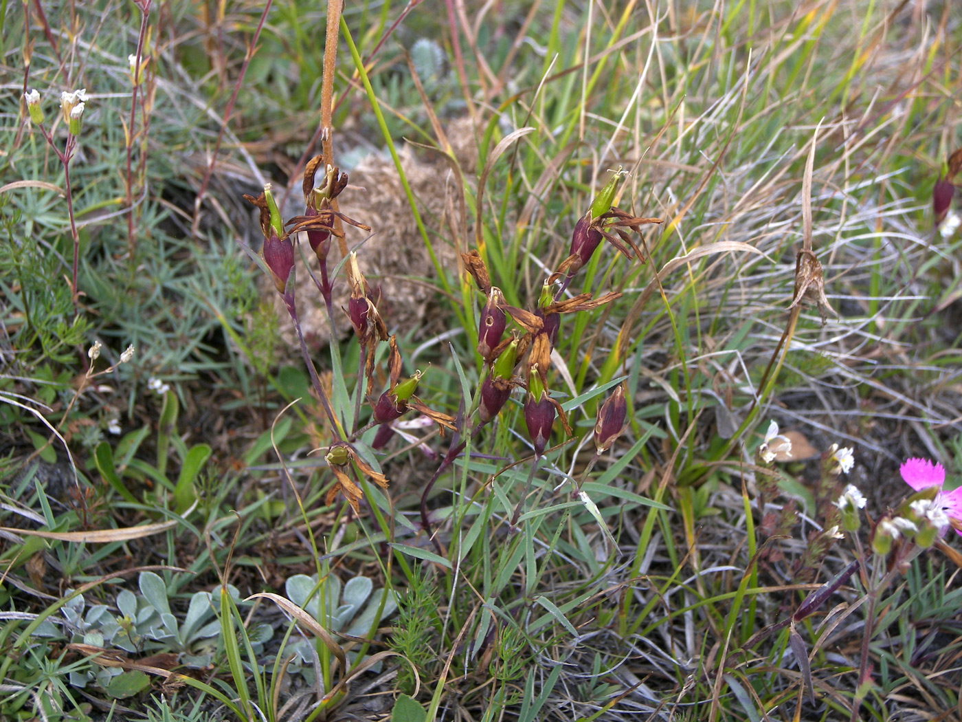 Image of Dianthus oschtenicus specimen.