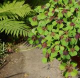 Oxalis tetraphylla