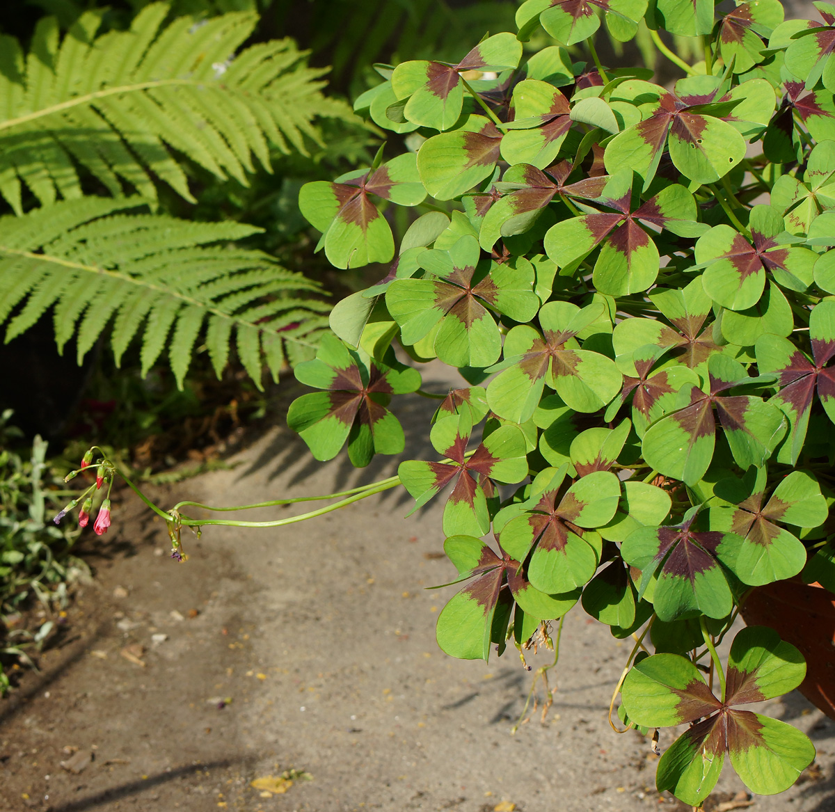 Изображение особи Oxalis tetraphylla.