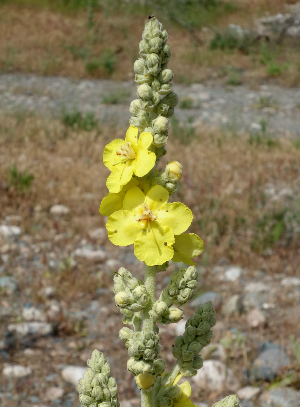 Image of Verbascum songaricum specimen.