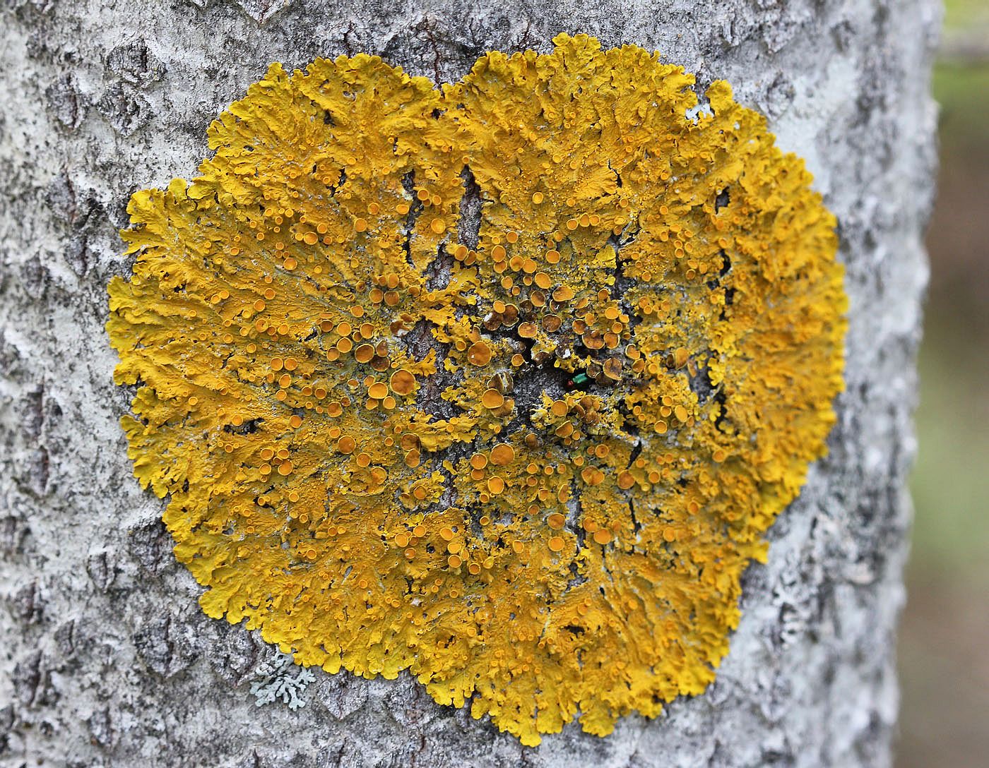 Image of Xanthoria parietina specimen.