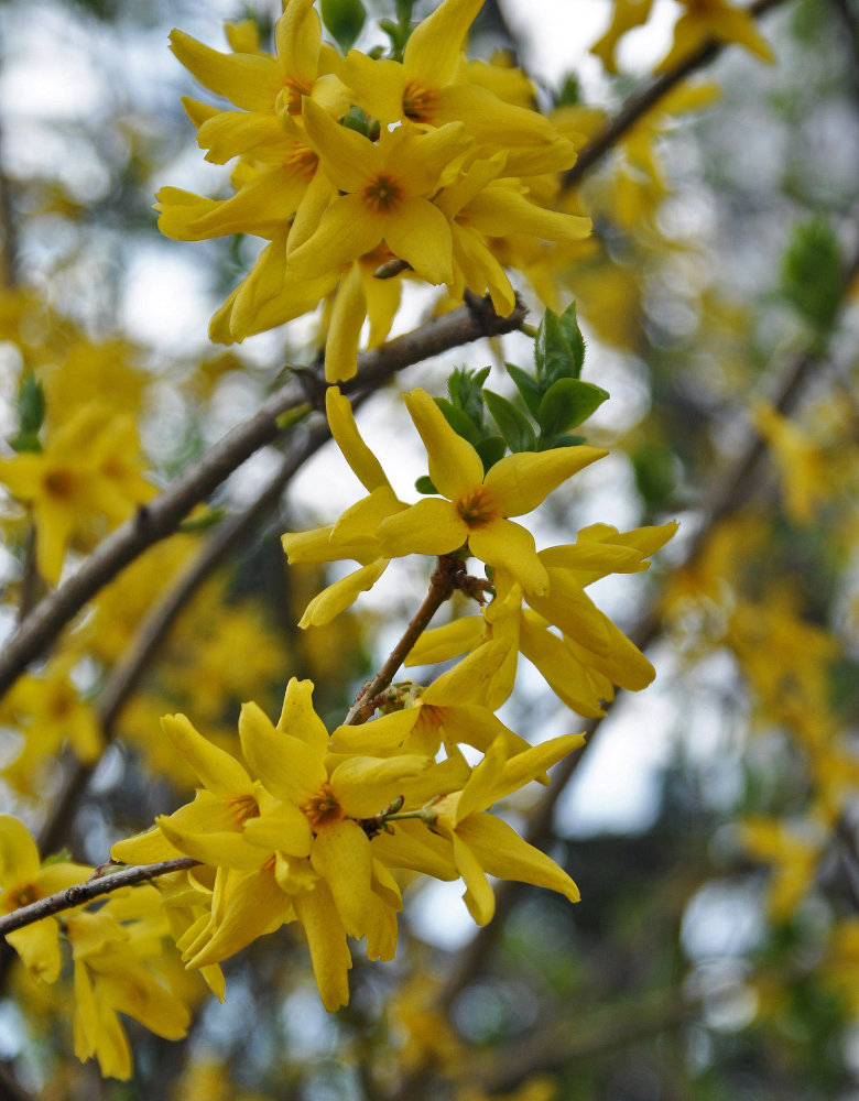 Image of Forsythia &times; intermedia specimen.