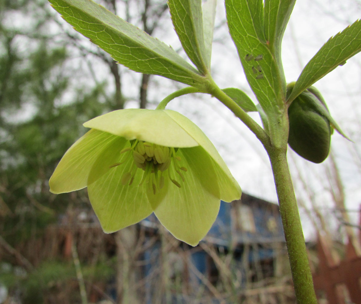 Изображение особи Helleborus dumetorum.