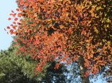 Fagus sylvatica. Часть кроны вегетирующего растения (сорт 'Purpurea Tricolor'). Польша, г. Рогов, арборетум, в культуре. 29.05.2018.