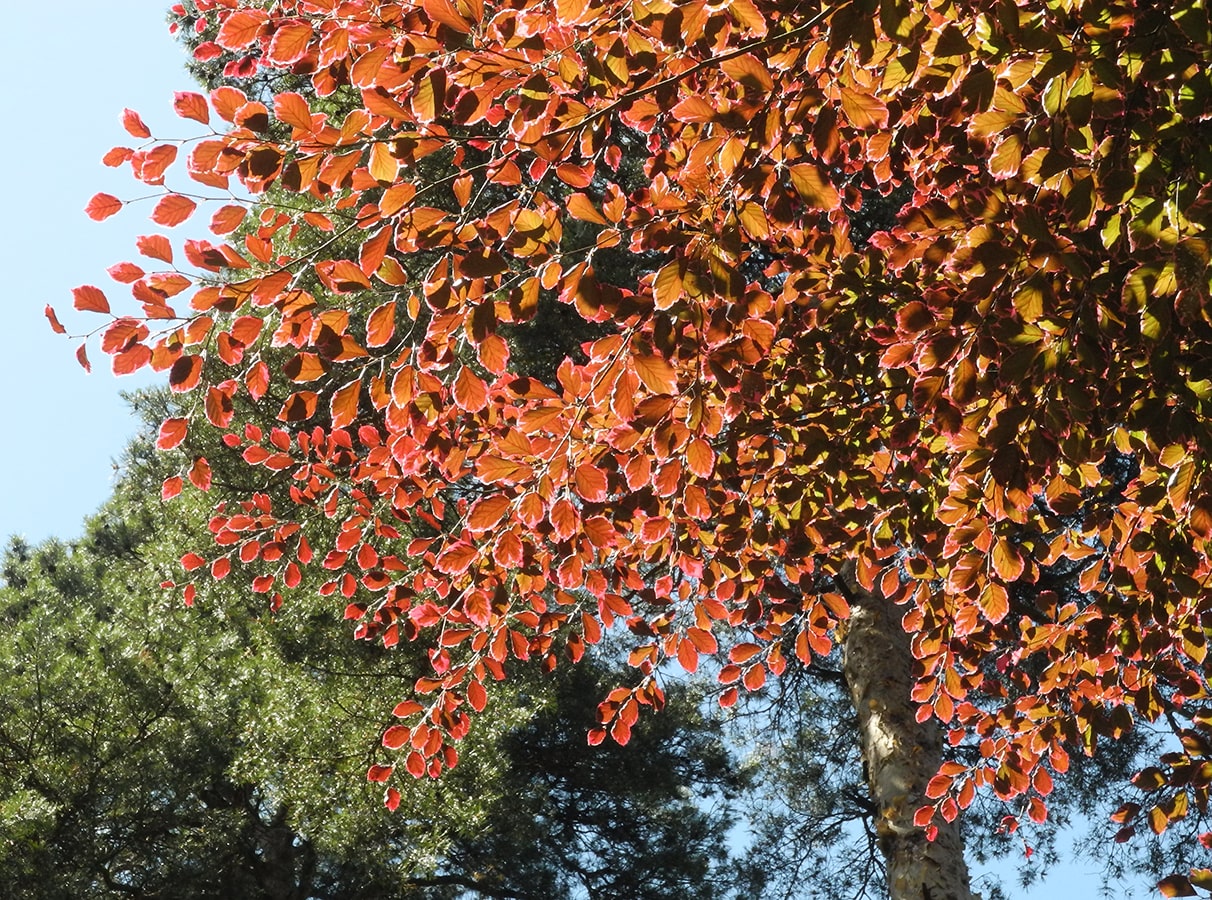 Image of Fagus sylvatica specimen.