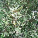 Chamaecytisus ruthenicus. Побеги с плодами. Тверская обл., г. Тверь, Заволжский р-н, пос. Киселёво, в культуре у частного дома. 16.06.2019.