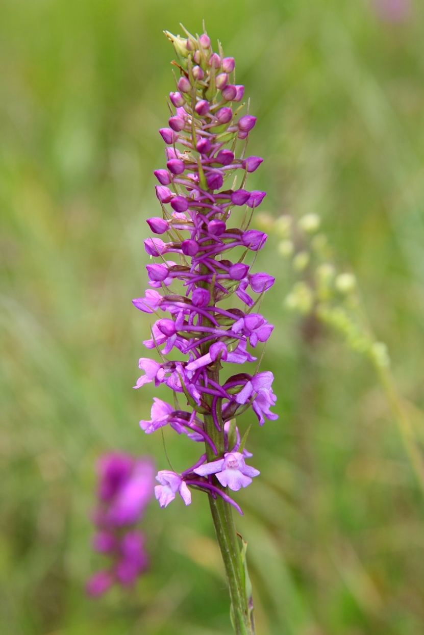 Image of Gymnadenia conopsea specimen.