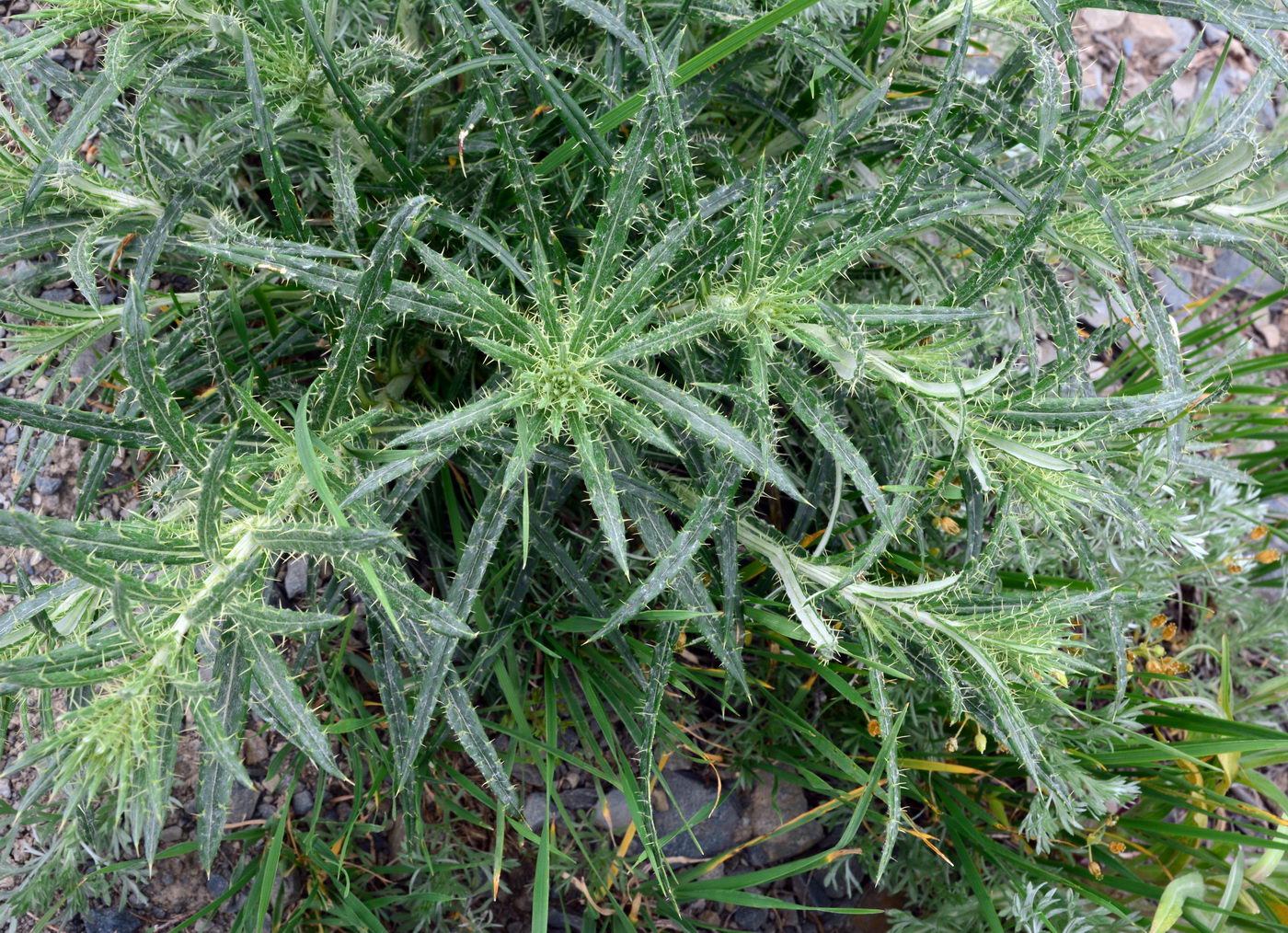 Image of Ancathia igniaria specimen.