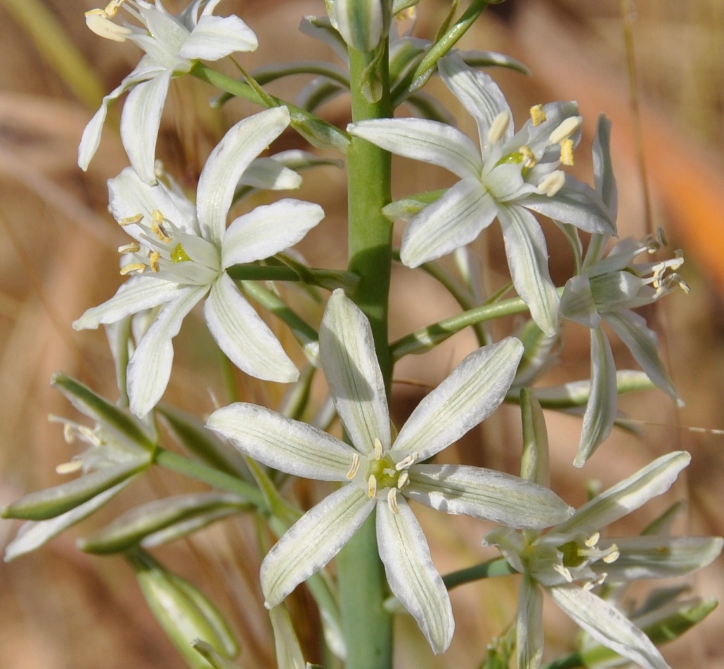 Image of Ornithogalum narbonense specimen.