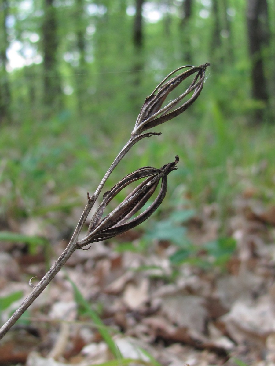 Image of Cephalanthera longifolia specimen.
