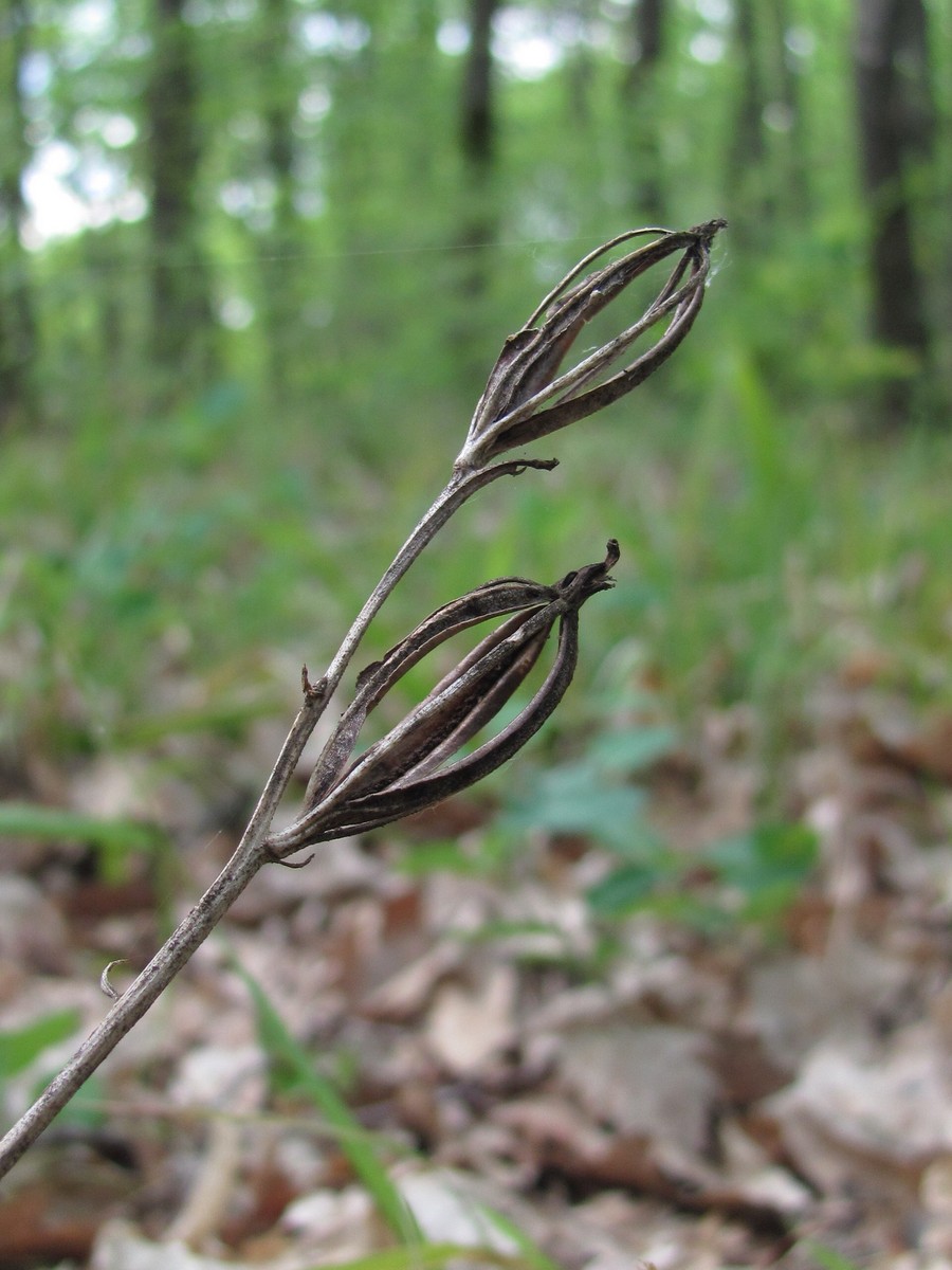 Изображение особи Cephalanthera longifolia.