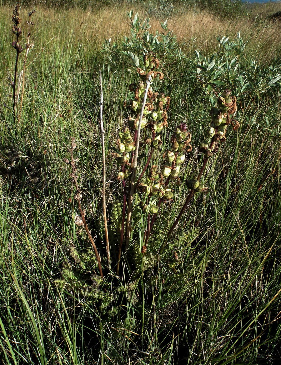 Image of Pedicularis sceptrum-carolinum specimen.