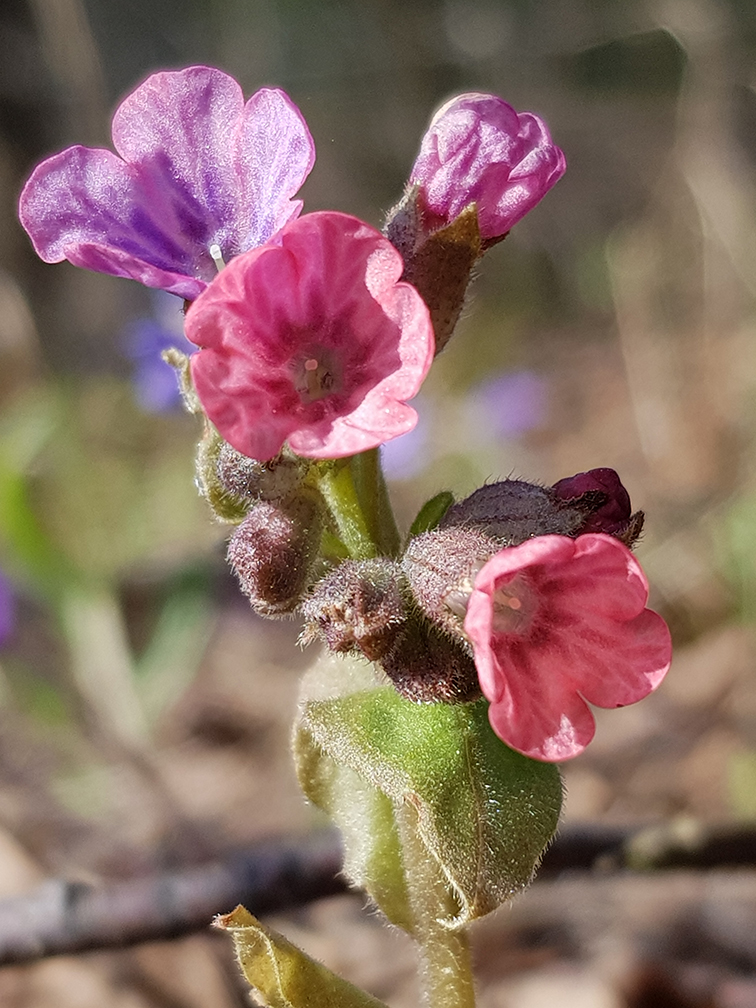 Изображение особи Pulmonaria obscura.