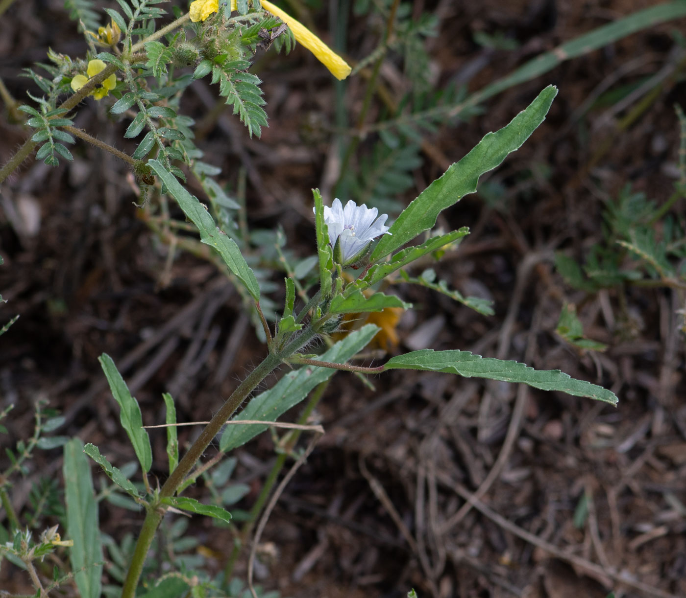Image of Monsonia angustifolia specimen.