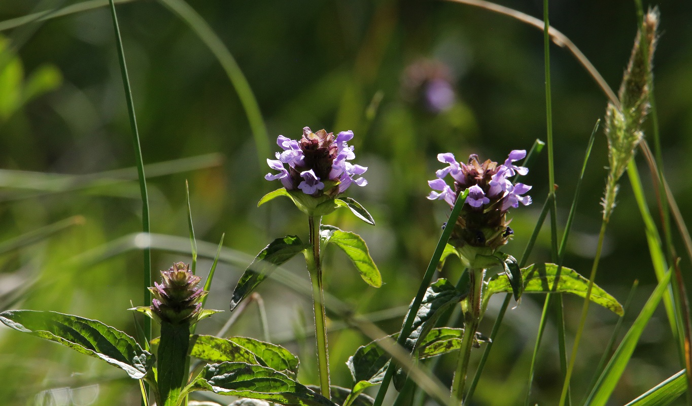 Изображение особи Prunella vulgaris.