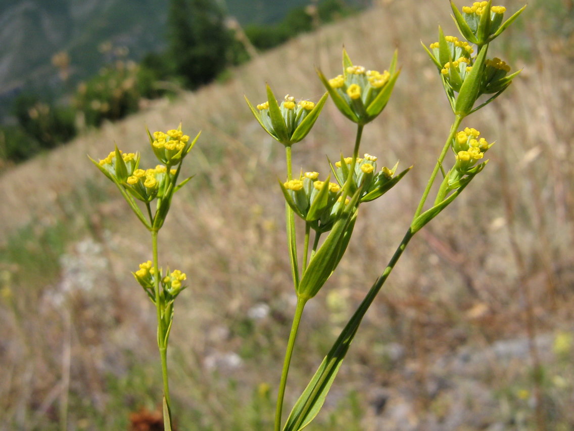 Изображение особи Bupleurum pachnospermum.