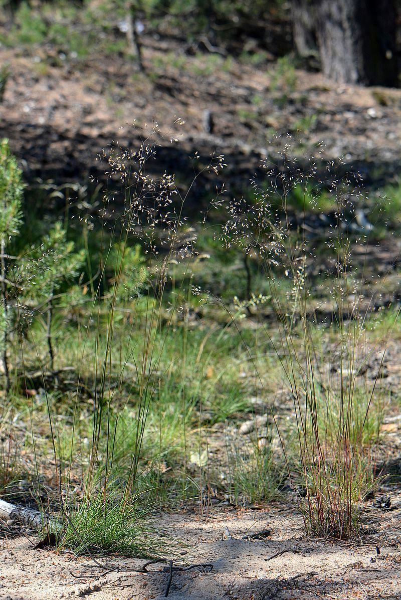 Image of Avenella flexuosa specimen.
