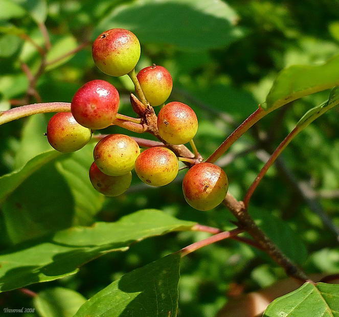 Изображение особи Frangula alnus.