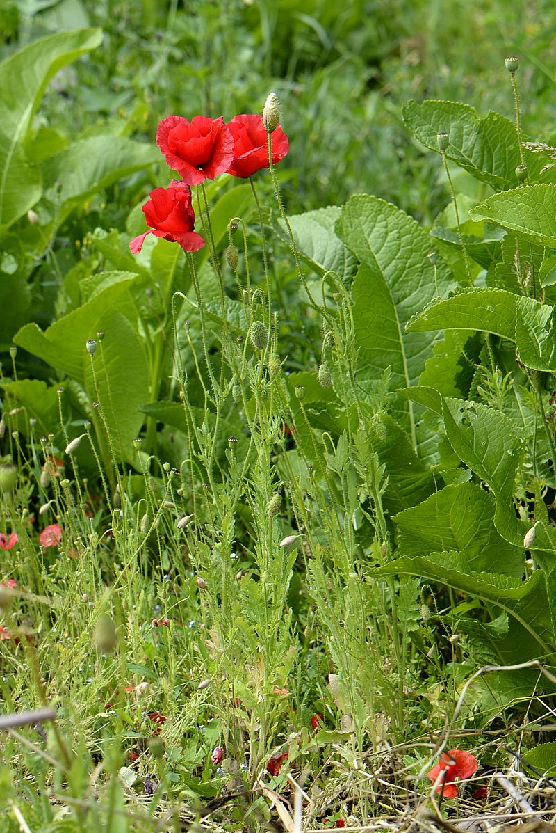 Изображение особи Papaver rhoeas.