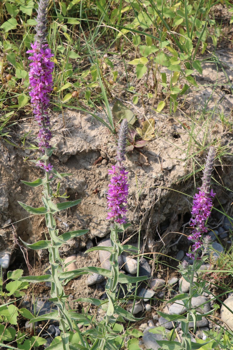 Image of genus Lythrum specimen.