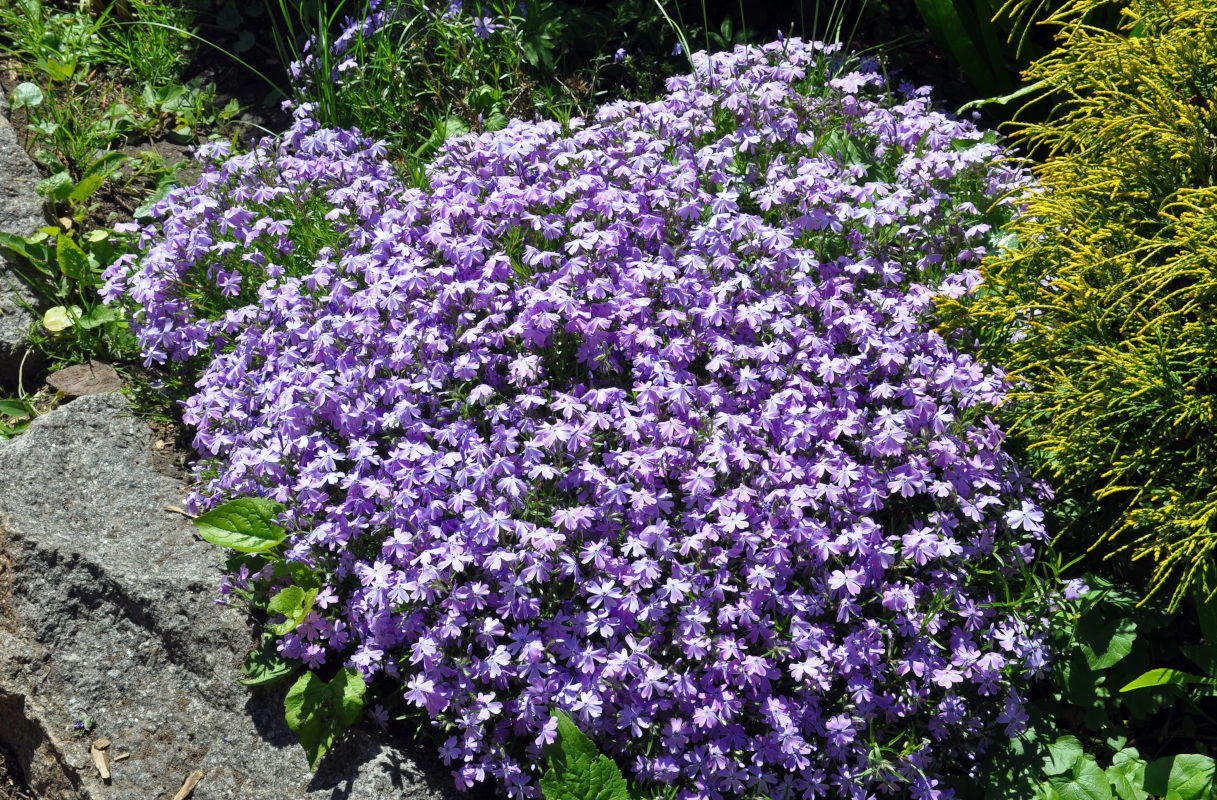 Изображение особи Phlox subulata.