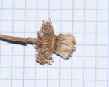Pulicaria canariensis