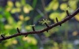 Larix sukaczewii