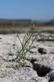 genus Bolboschoenus. Цветущее растение на высохшем дне водохранилища. Крым, Бахчисарай, вдхр. Эгиз-Оба. 14.09.2020.